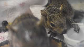 Eastern Gray Squirrel Feeding