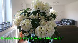 Rhododendron "Horizon Monarch" TIMELAPSE