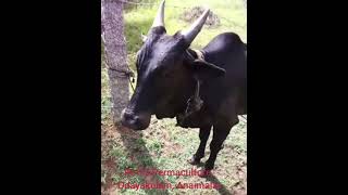 Kangayam calf | Native cow benefits #kangayambull