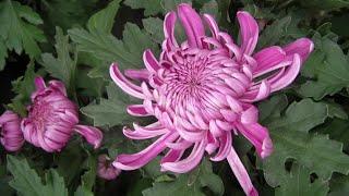 The Life Cycle of Cut Chrysanthemums | Modern Agricultural Cultivation and Harvest of Chrysanthemums