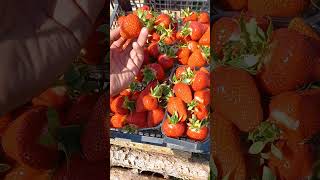 клубника 🍓 априка первый сбор