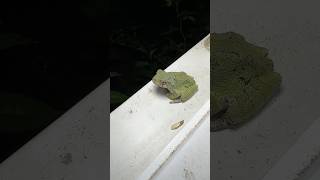 Green Tree Frog Sleeping on Windowsill