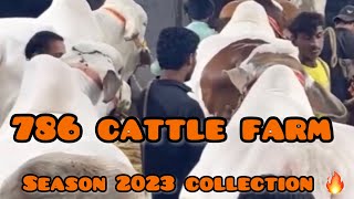 2023 | 786 Cattle Farm Collection 🔥 | Karachi | Jameel Memon | Northern bypass Mandi