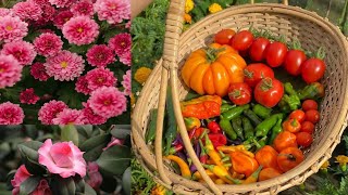 Planting beautiful pink annuals in the landscape tomatoes and peppers!