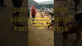 pasar kambing ujung batu #gunrambay #pakankambing