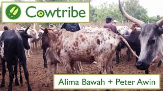 Cowtribe