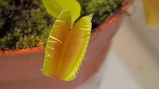 Venus Flytrap