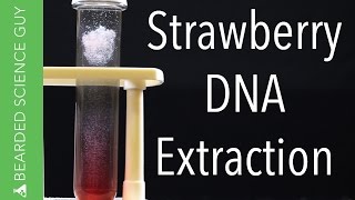 Strawberry DNA Extraction (Biology / Chemistry)