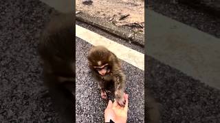 monkey sharing his food 🥺❤️ #shorts #short #animals