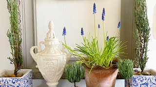 $2 RIVER ROCKS | Top Dress 5 Pots | Decorating Console Table | Petite Topiaries | Grape Hyacinths |