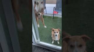 Her name is Gracie 😝| #shorts #funny #viral #meme #trending #cute #bellyrubs #dog