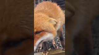 #Domesticated# red #fox #genus Vulpes#True foxes #Vulpini