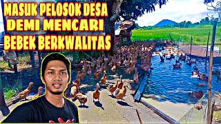 CARI BEBEK PETELUR BERKWALITAS SAMPE KE PELOSOK DESA