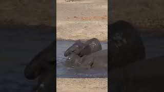 baby elephant having fun in the mud #shorts #viral #ytshorts