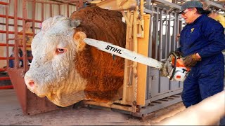 Revolutionary Automated Cow Farming Smart Tech for Effortless Hay Feeding and Milk Production