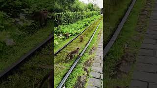 Monkey 🐒 in Elephanta Island 🏝️ mumbai #song #telugu #monkey #sort #travel #elephantacavesmumbai