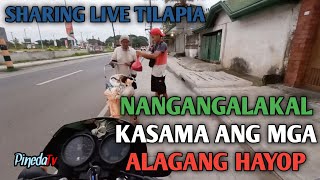 NANGANGALAKAL DALA ANG ALAGANG ASO AT PUSA (Sharing Live Tilapia to Random People Part 4) | PinedaTv