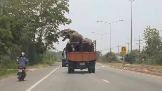 Jurassic truck