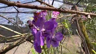 #Maldives Kurumba Maldives | Orchid’s garden 🪴 | hotel tour.