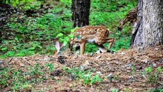 Fawns hanging with the big boys