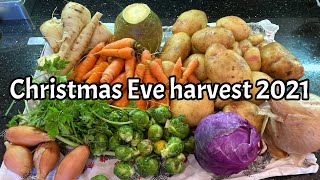 Christmas Eve harvest