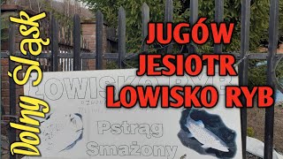 JUGÓW.  JESIOTR I PSTRAG. KARP GDZIE KUPIC DOLNY ŚLĄSK. ŁOWISKO RYB.COOK FROMUKRAINE.ФОРЕЛЬ В ПОЛЬШЕ