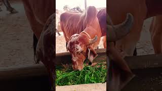 top gir breeding farm in haryana || result of Kanhaiya gir Bull