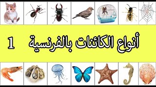 اسماء الحيوانات  باللغة الفرنسية