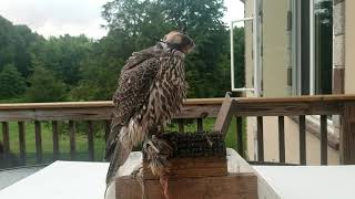 Two month old per-gyr. Двухмесячный сапсано-кречет.