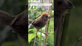 This man rescued an abandoned nest of baby birds and adopted it. #animalshorts