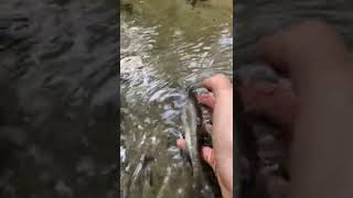 Creek fish release🐟