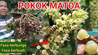 POKOK MATOA | Fasa berbunga &  Fasa berbuah