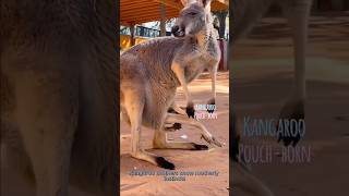 🦘Kangaroos Naturally Foster Baby😍 #youtube #kangaroo #ytshorts #shorts