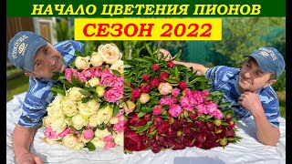 Начало цветения пионов, сезон 2022