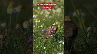 European ground squirrel - Popândău - Spermophilus citellus