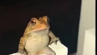 Top 5 Frogs