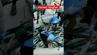 Harvesting Kingfish in Qatar #shorts #shortvideo #shortsfeed #fypシ #fishing #fish #ofw