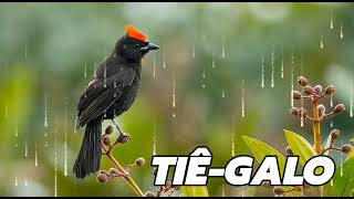 Canto do Pássaro Tiê-galo!