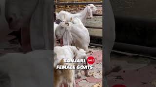 Female top quality goats sanjari goat farms mahapoli +91 89836 05996