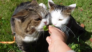 ペアでお散歩するねこ。-Cats go for a walk in pairs.-