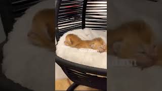 Kitten sounds! #kittencrying! #kittenmeowing #cutekittens! #petsadam! #Shorts