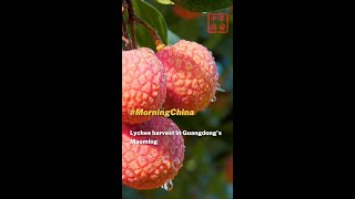 Lychee harvest in Guangdong's Maoming