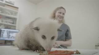 Oliver and Pearl Get Acupuncture at the Nashville Zoo