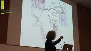 Steven Pinker on the Human Brain