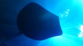 A beautiful ray gliding across the deep sea tunnel at The Deep, Hull