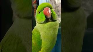 #parrot#ringnickparrot#birds#parrottalking#parrotlover#cute#ytshorts