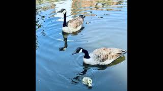 Manchester Goose in the city - Rochdale Canal/ Castlefield (21 May 2023)