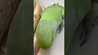 Funny Surprise #parrot #cockatoos #petbird #talkingparrot #ringneckparrot #cockatiel #cute #pet