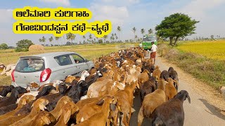 Nomadic sheep herd of Govindappa