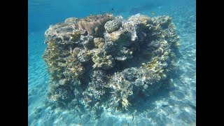 Diving in Red Sea, coral reef in Eilat, Israel